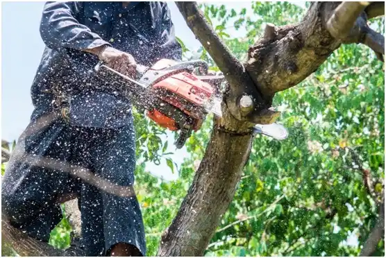 tree services Gonzales